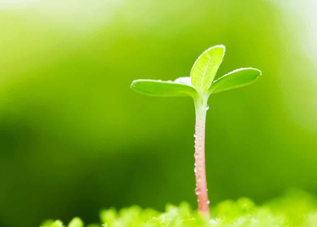 sunflower seedling growing out of the ground