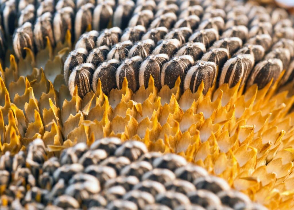 sunflower seeds drying in a sunflower head