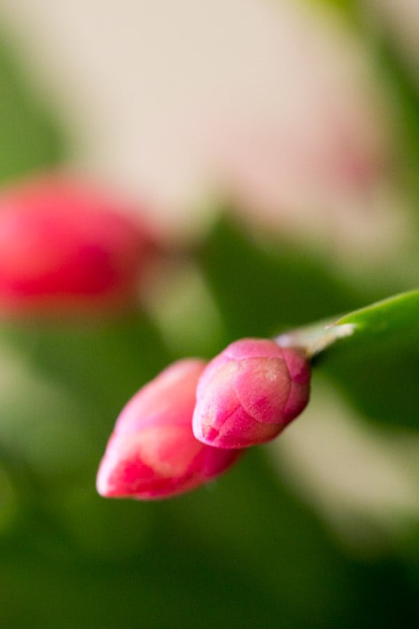 pink thanksgiving cactus buds