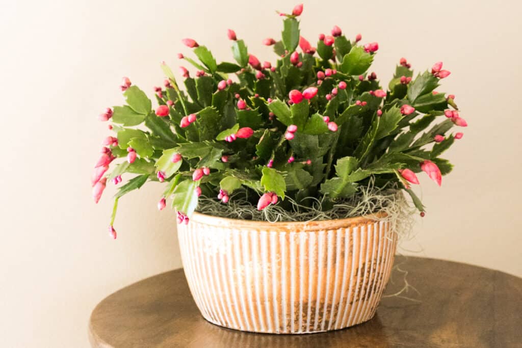 Pink thanksgiving cactus buds about to bloom and flower in a gold pot