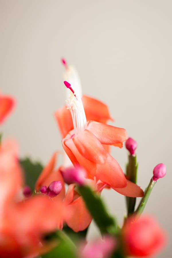 Up close photo of red thanksgiving cactus flower in bloom 