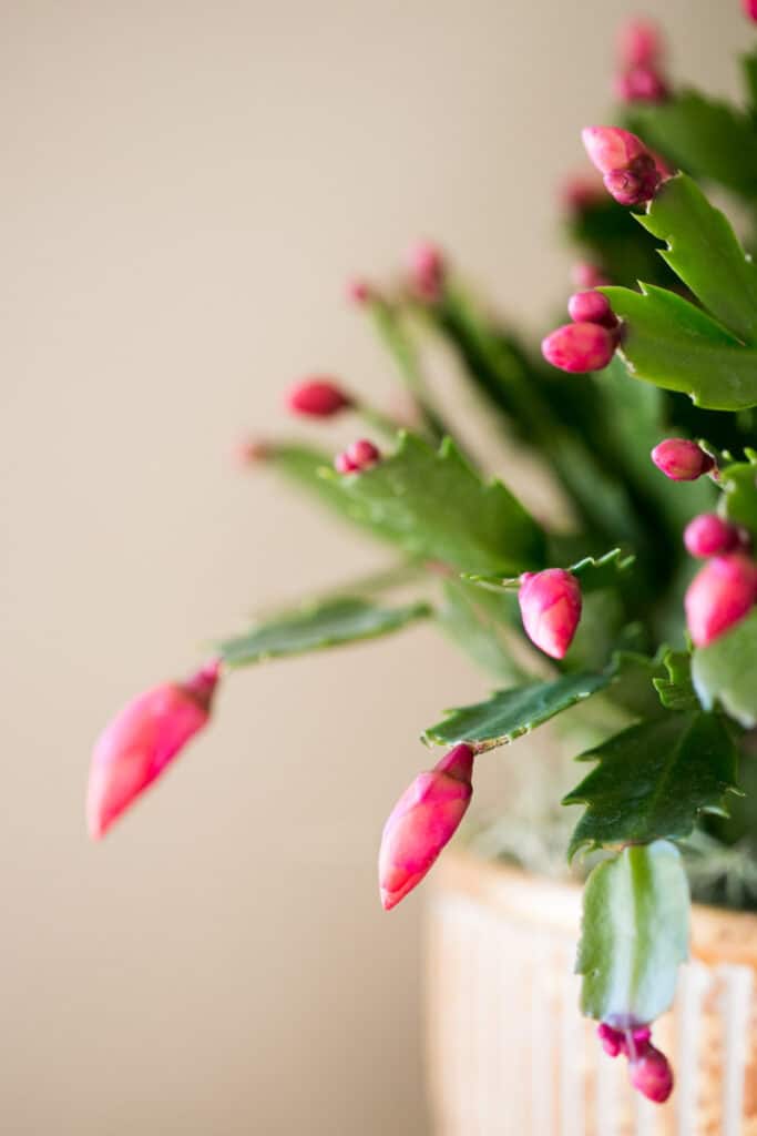 pink flower buds on thanksgiving cactus