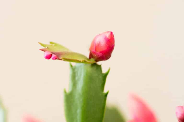 Best Soil For Christmas Cactus (Potting Mix Recipe) - Green Garden Cottage