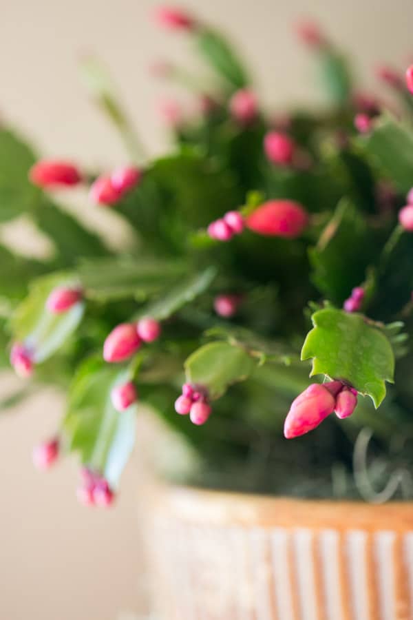 pink buds on a thanksgiving cactus which is about to bloom 