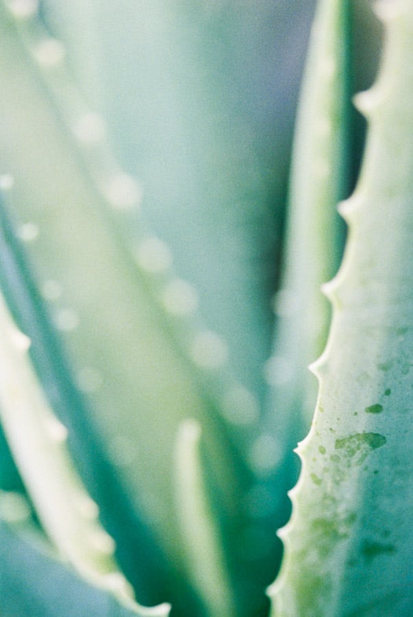 up close photo of light green aloe vera plant leaves