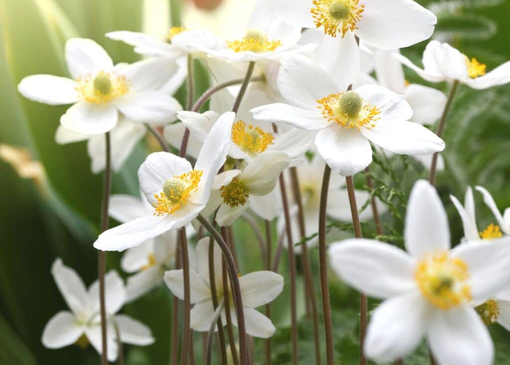 white anemone blooming in early spring 
