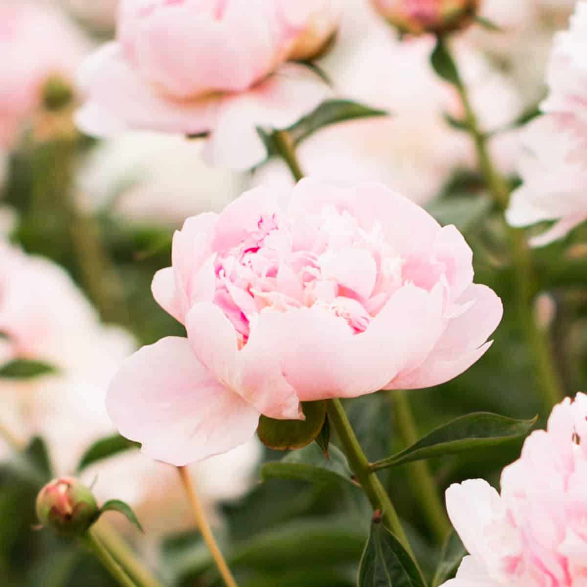 The Best Beginner’s Guide To Flower Gardening