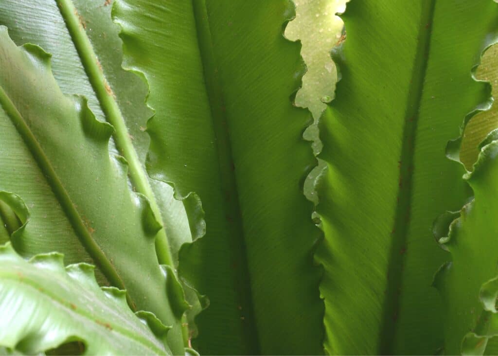 green birds nest fern leaves