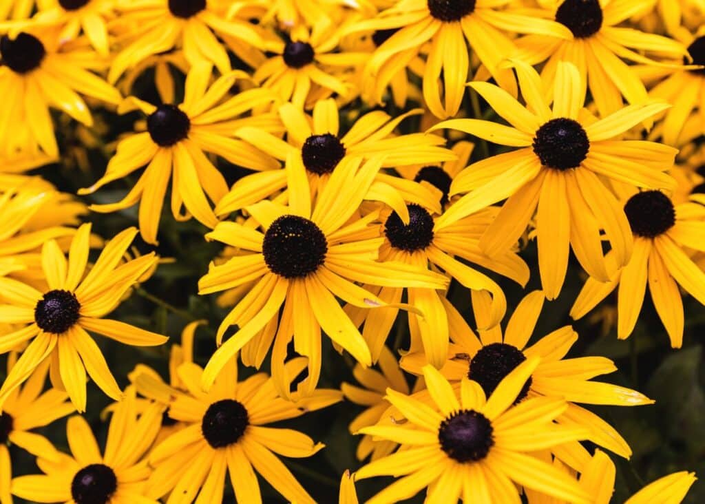 black eyed susans blooming in september