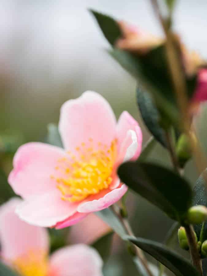 pink camellia with green foliage blooming in winter