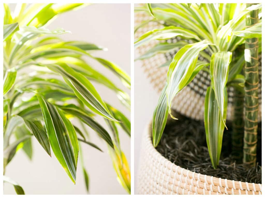 Corn plant growing in a wicker container growing in bright, indirect light. 