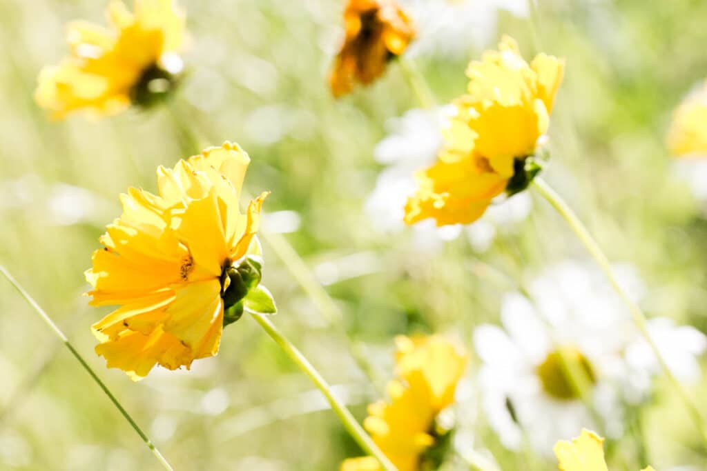 yellow cosmos sulpher flower