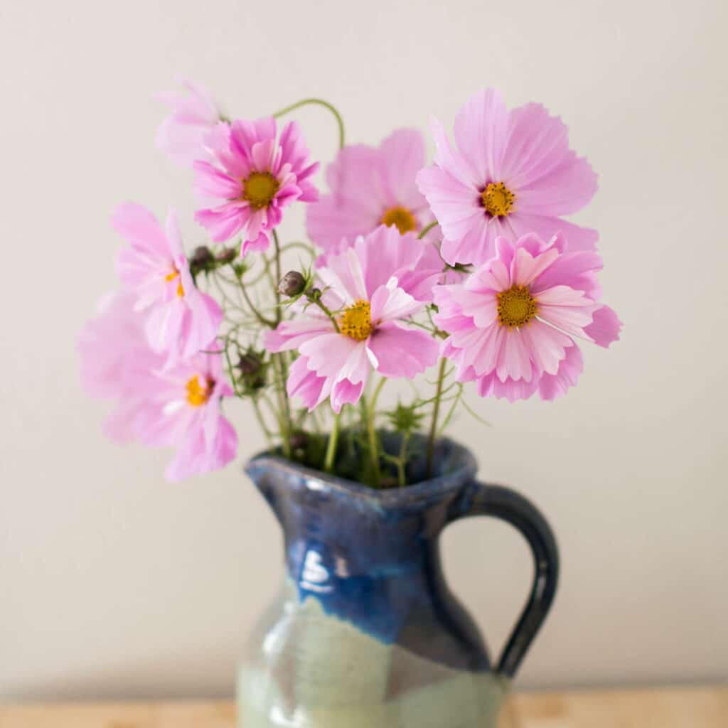 pink cosmos flowers in a bouquet