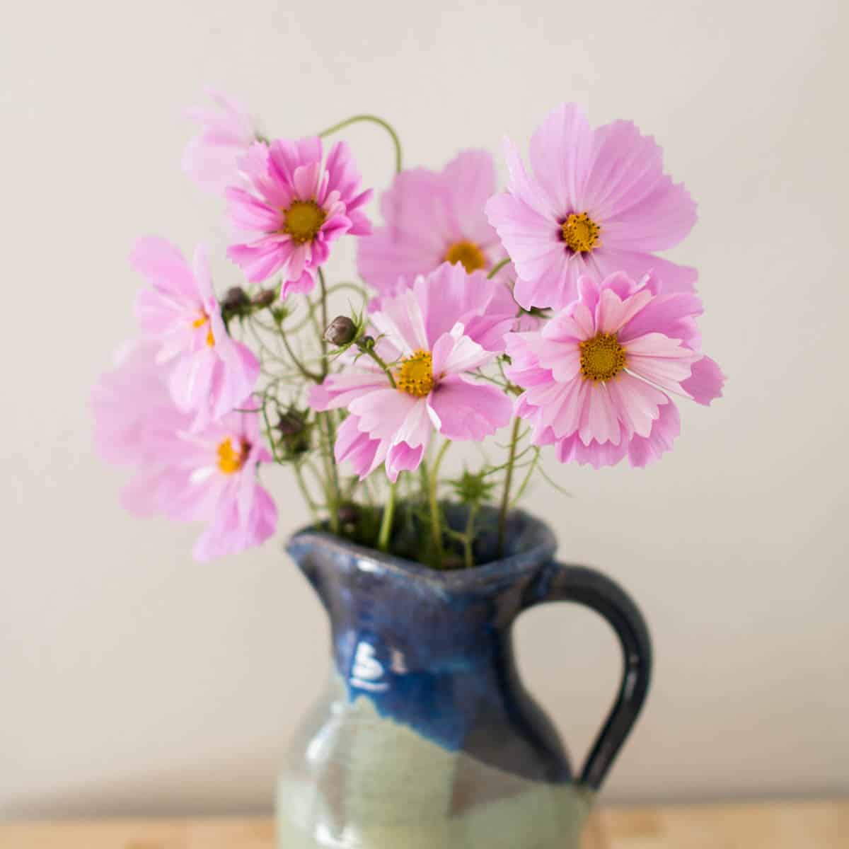 How Long Do Cosmos Bloom? (Cosmos Guide To Flowering)