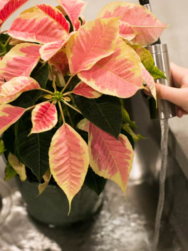 Poinsettia Watering Tips Green Garden Cottage
