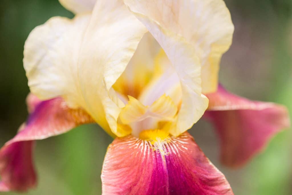 red and yellow bearded iris flower 