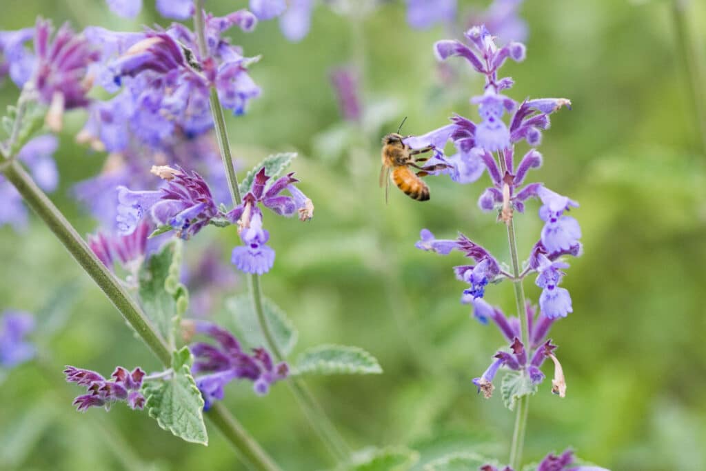 a bee gathering pollen on a flowering mint plant 