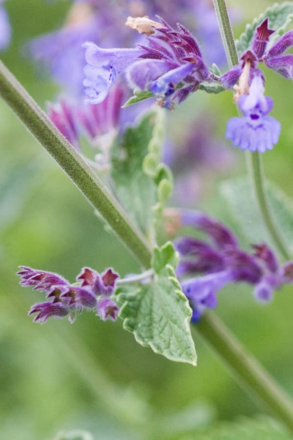 up close photo of square mint stem ad mint plant flowering with purple flowers
