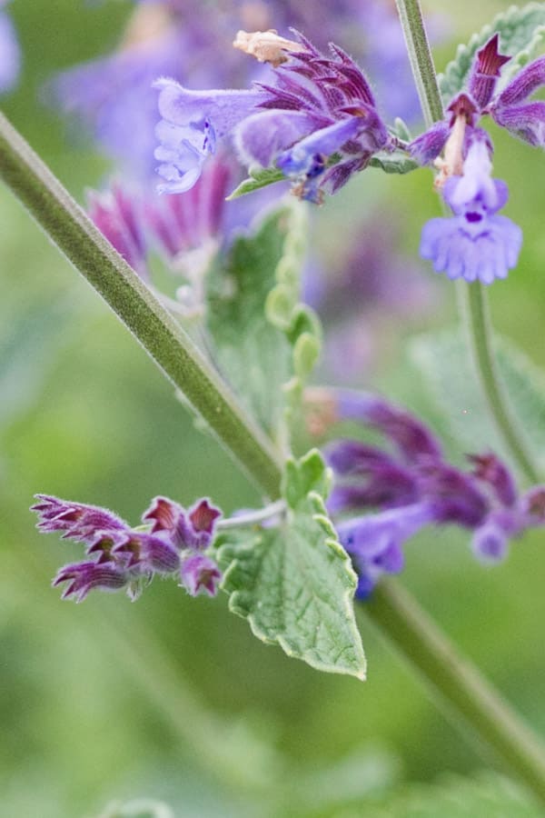 Do Mint Plants Flower Learn Here