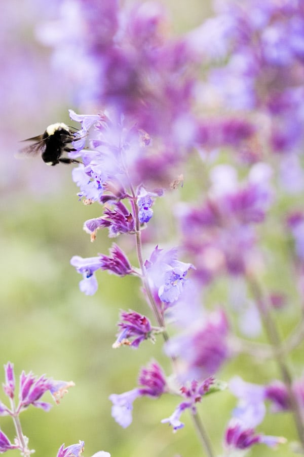 mint plant flowering with a bee on it