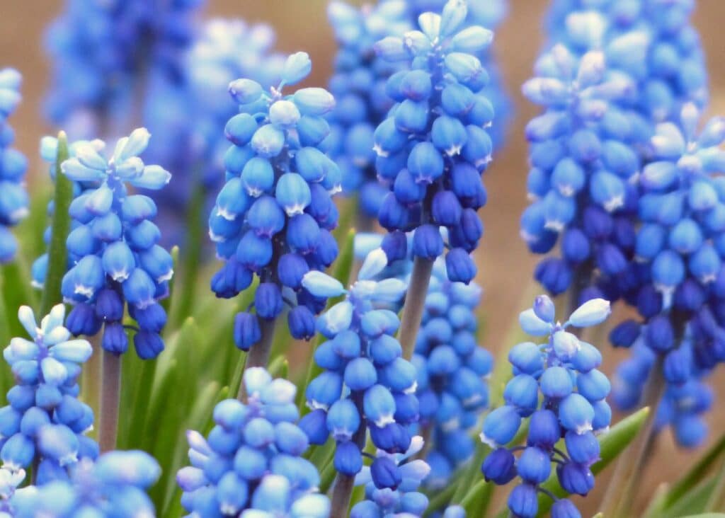 blue grape hyacinth 