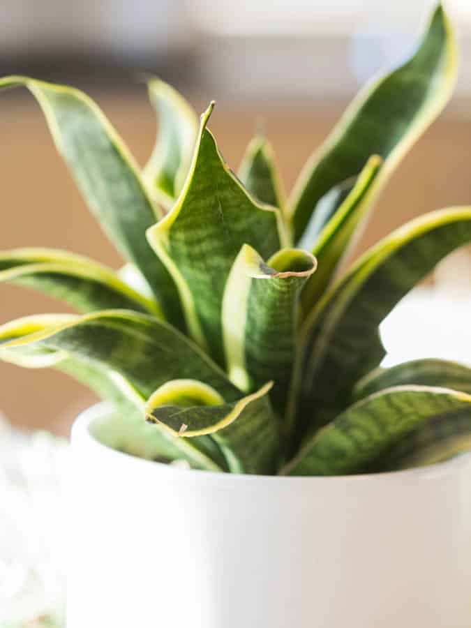 small green and yellow snake plant 