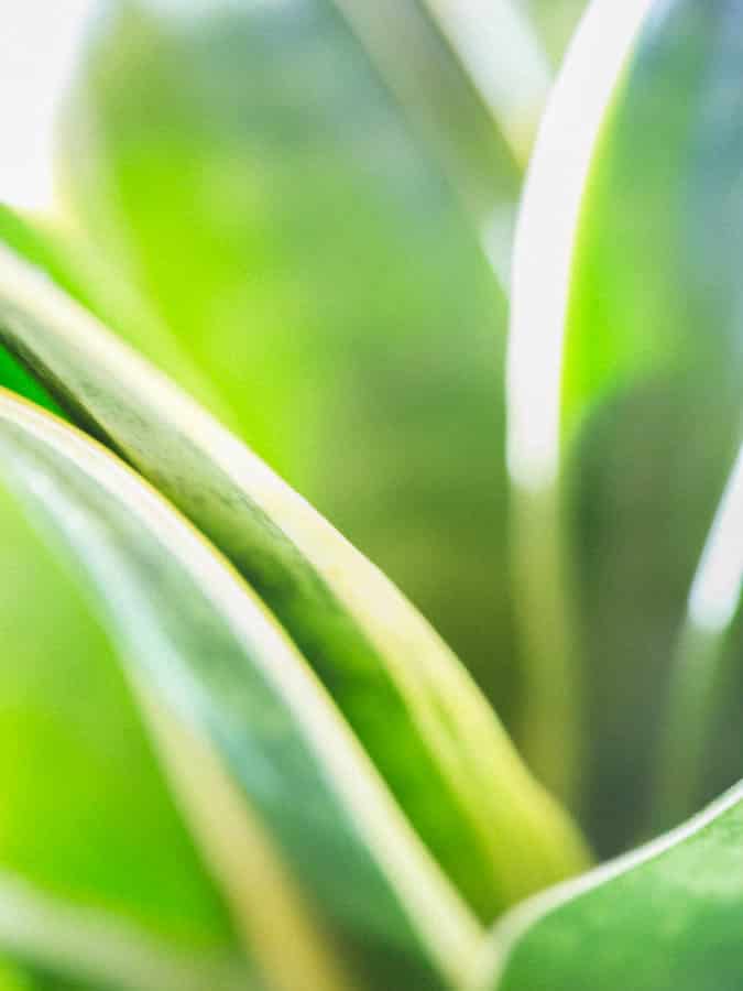 yellow and green leaves of a snake plant up close