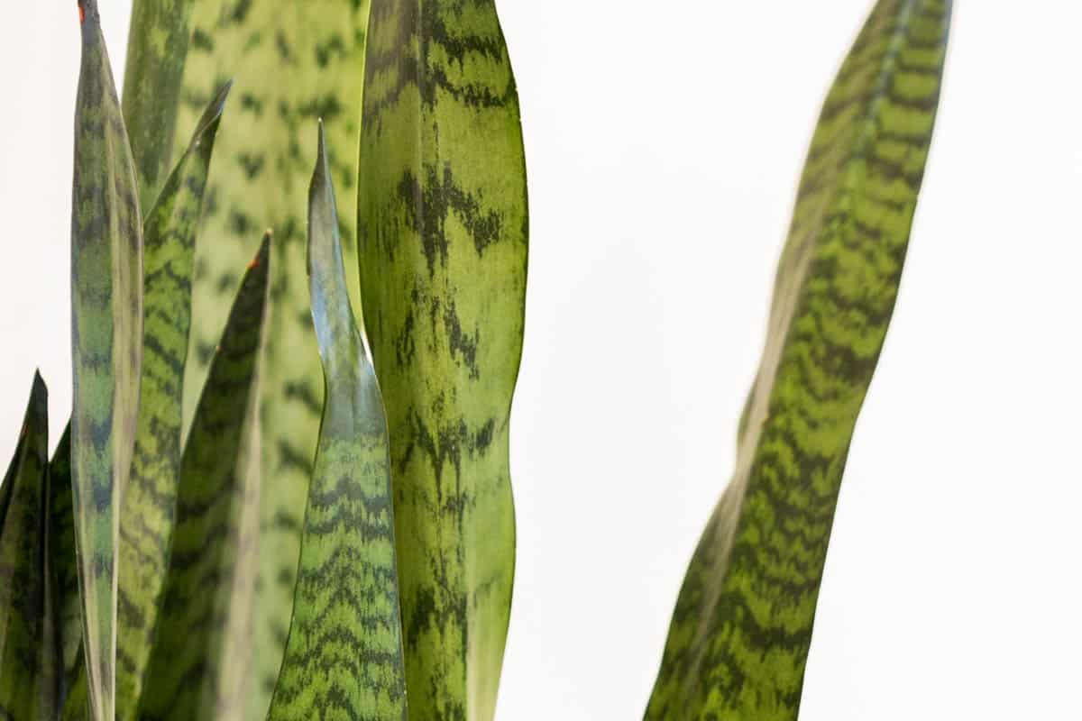 How Often Do You Water Snake Plants? (Watering Care Guide) - Green