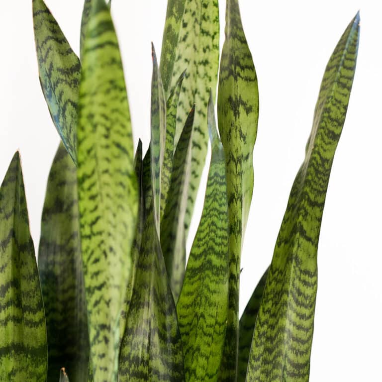 how-to-grow-baby-spider-plants-in-water-easily-green-garden-cottage