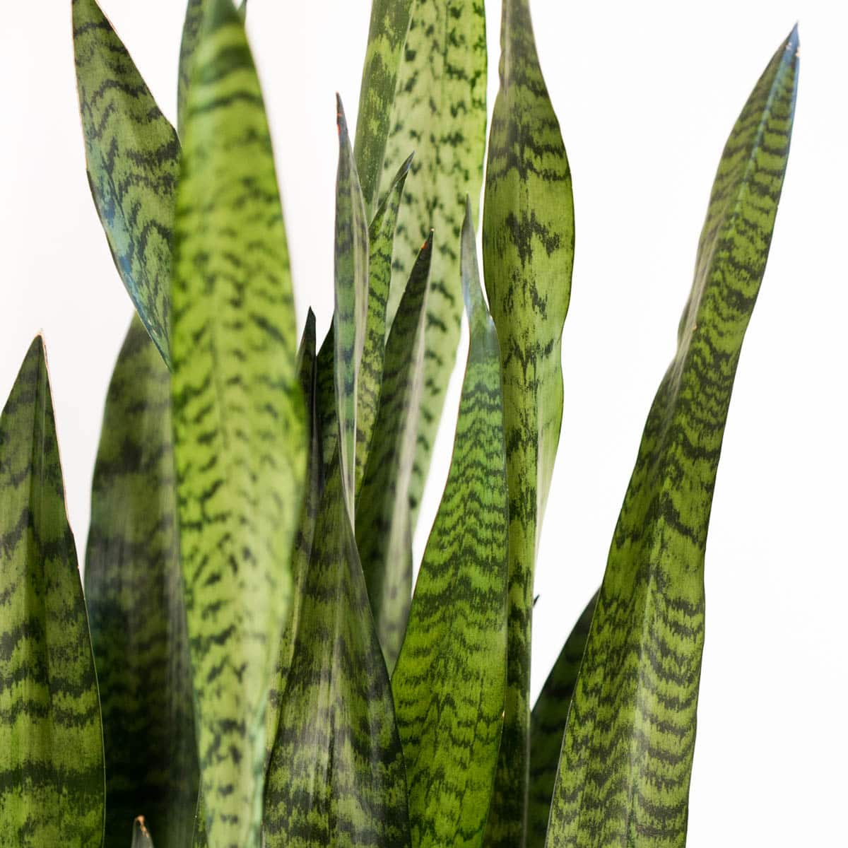 How Often Do You Water Snake Plants? (Watering Care Guide)