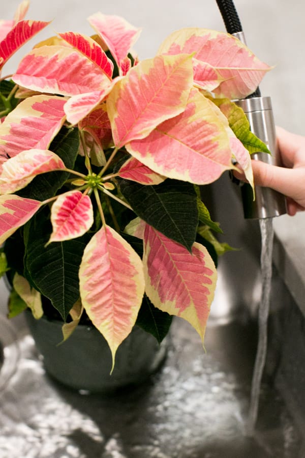 kitchen water faucet with red and yellow poinsettia plant being watered by it
