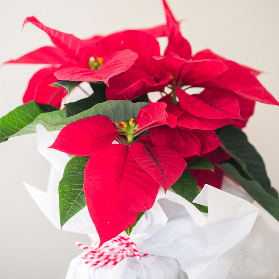 bright red poinsettia plant