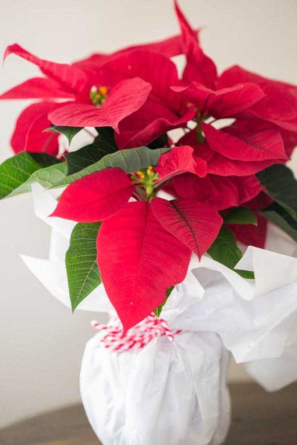 beautiful bright red poinsettia plant wrapped in white tissue paper sitting in bright diffused light