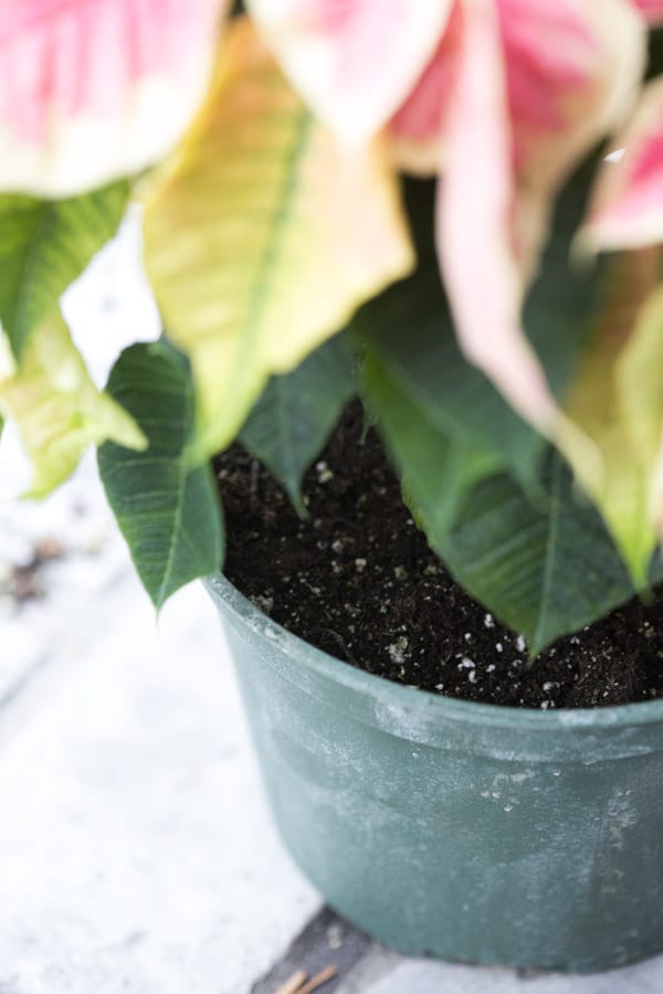 dry soil in a poinsettia plant indicating it needs watering