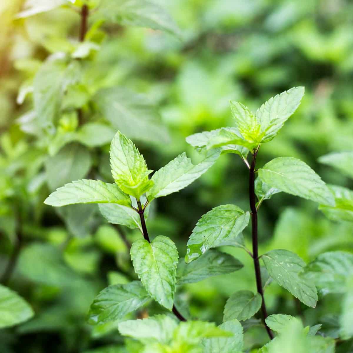 How To Water Mint Plants (How Often + How Much)