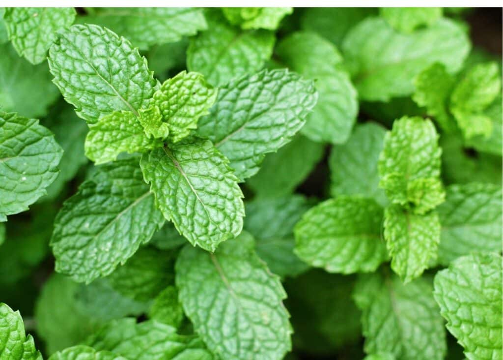 fresh green mint plants 