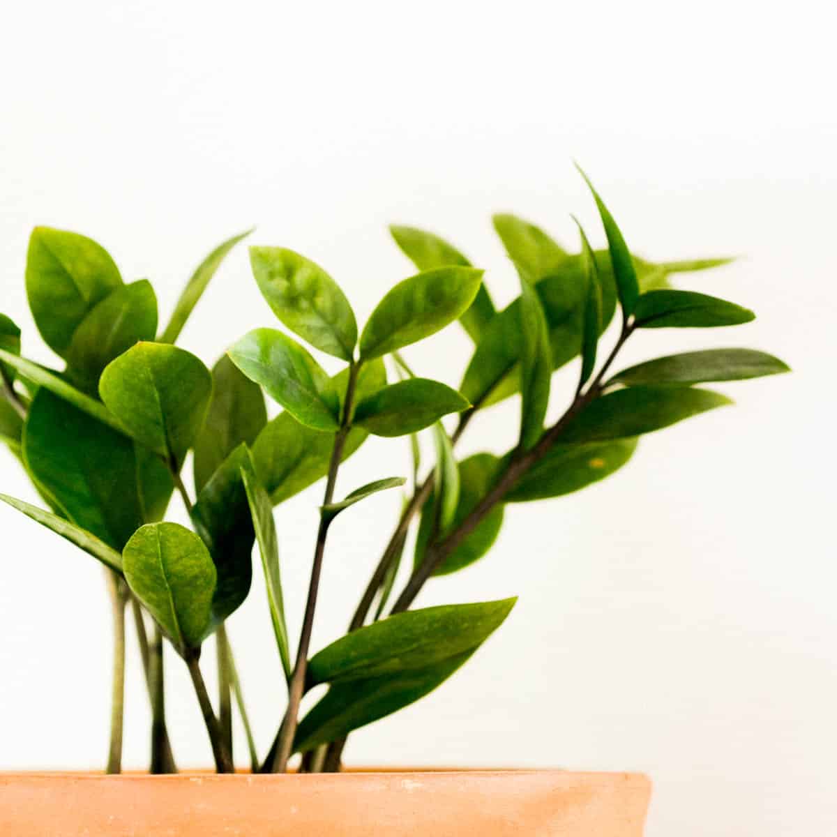 23 Aesthetic Indoor Plants