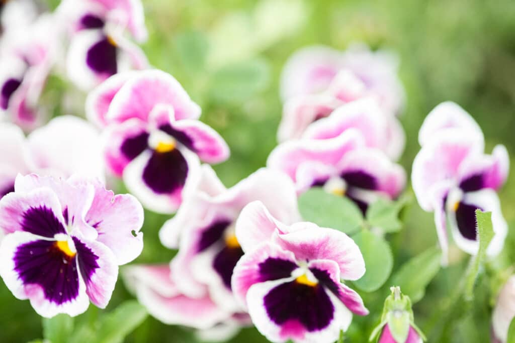 group of pink and purple pansies