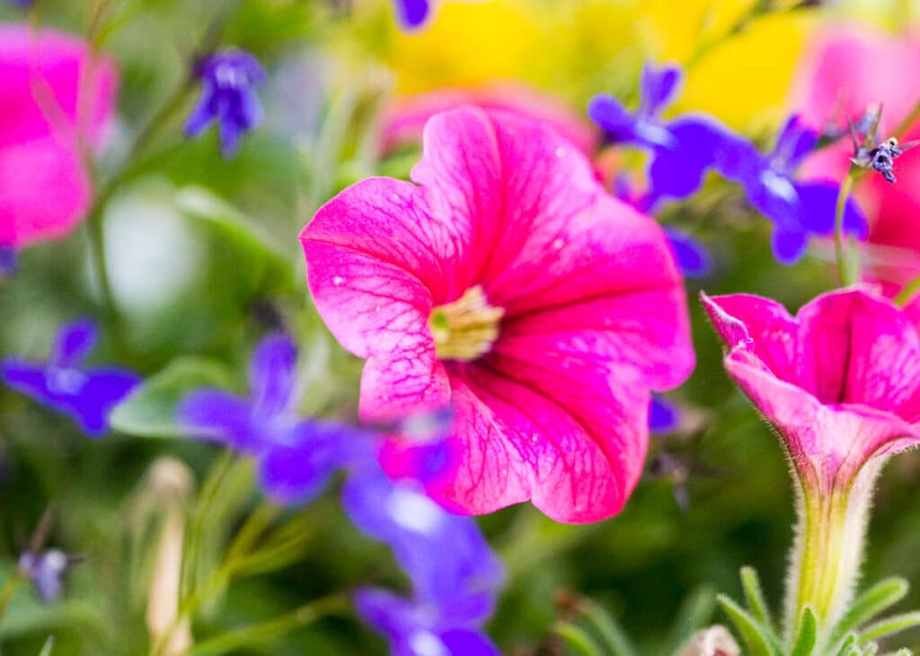 pink petunia