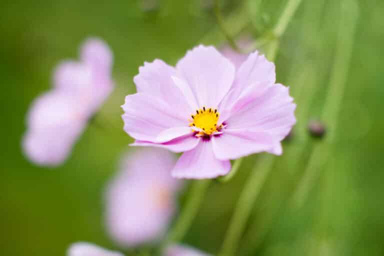 How Long Do Cosmos Bloom? (Cosmos Guide To Flowering) Green Garden