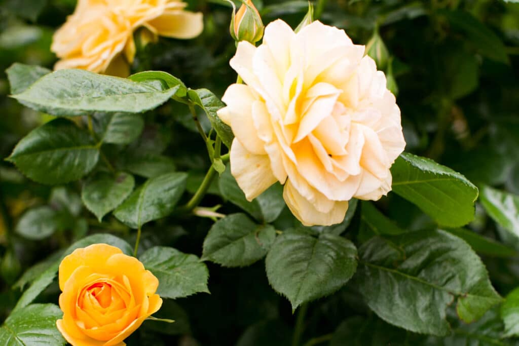 yellow rose flower with yellow rose bud blooming on dark green leaves