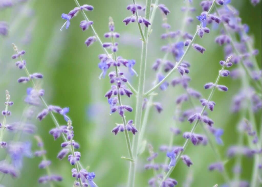 russian sage with purple flowers and silvery green stalks 