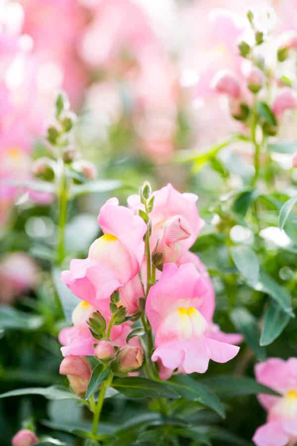 snapdragons growing in a container flower garden 