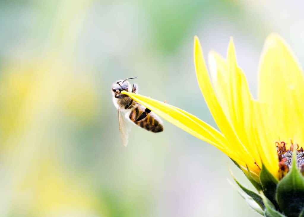 honey bee on a wild sunflower 