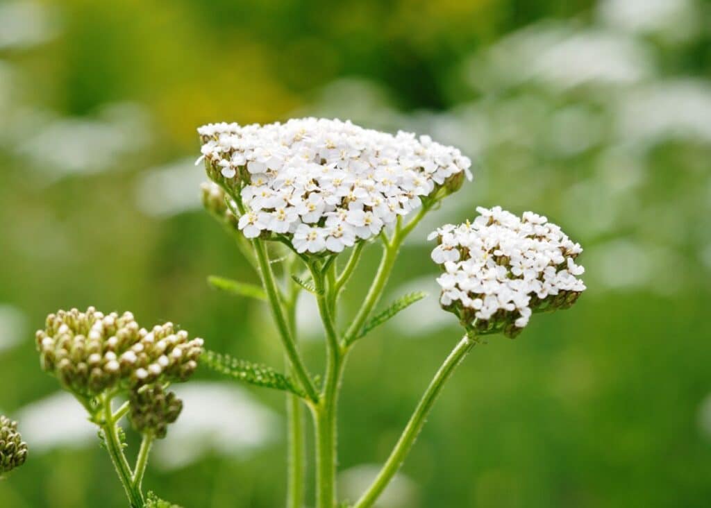 white yarrow plants