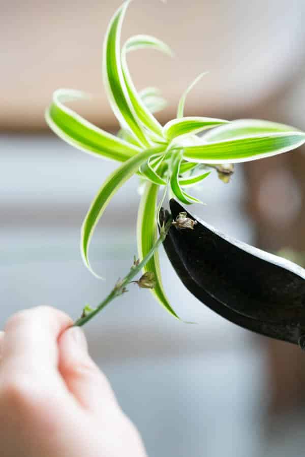 a baby spider plant being cut from the stolen of the mother plant