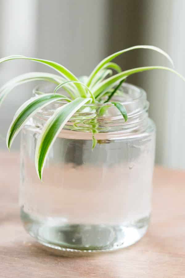 baby spider plant growing in water in a small glass jar