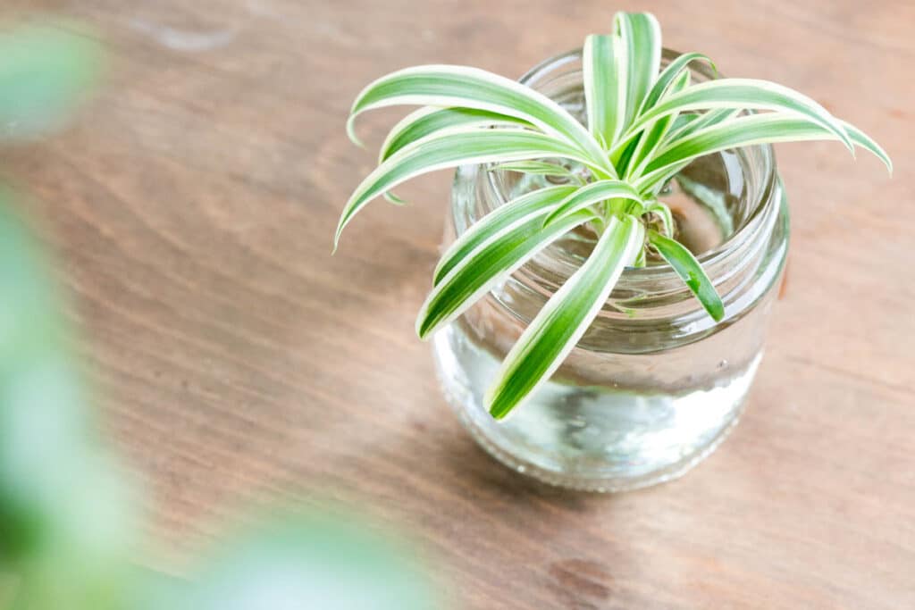baby spider plant growing in water in a glass jar. 