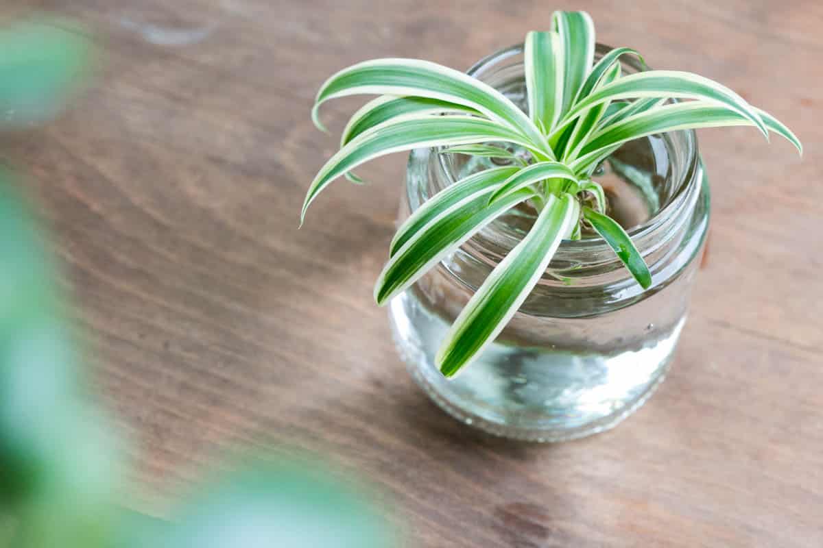 How To Repot Spider Plants (Easy Repotting Guide) Green Garden Cottage