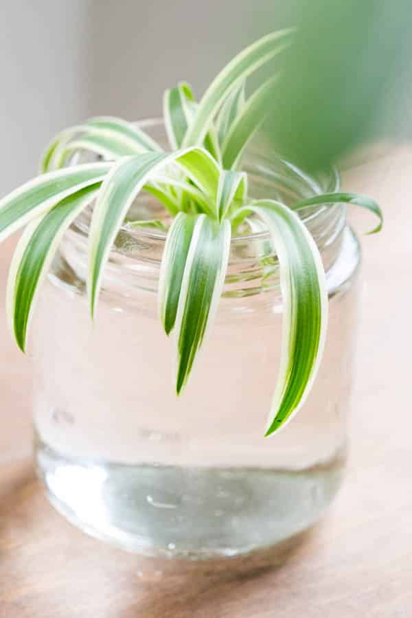 baby spider plant growing in a small glass water container 